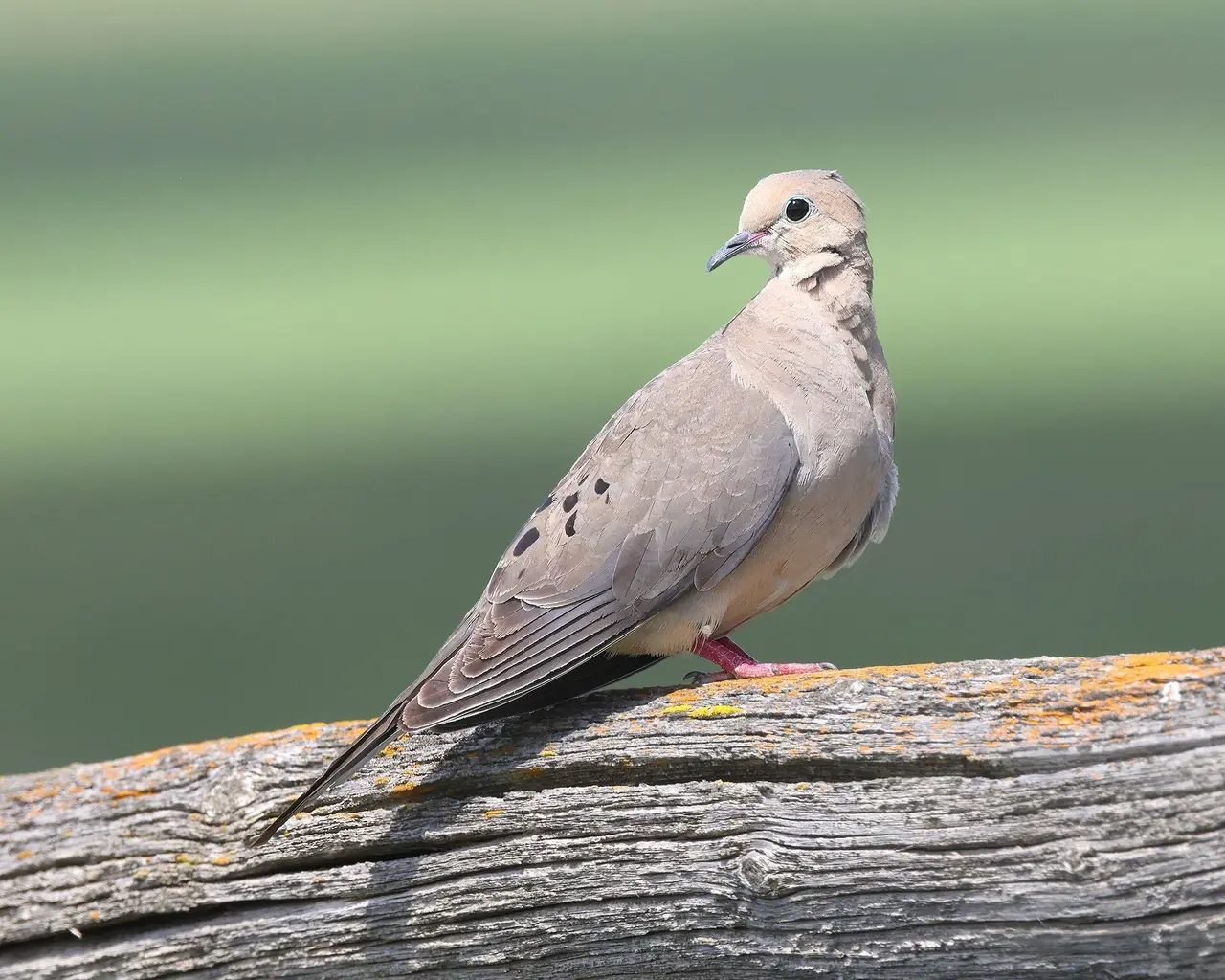 Mourning dove on a weathered fence rail, 2023