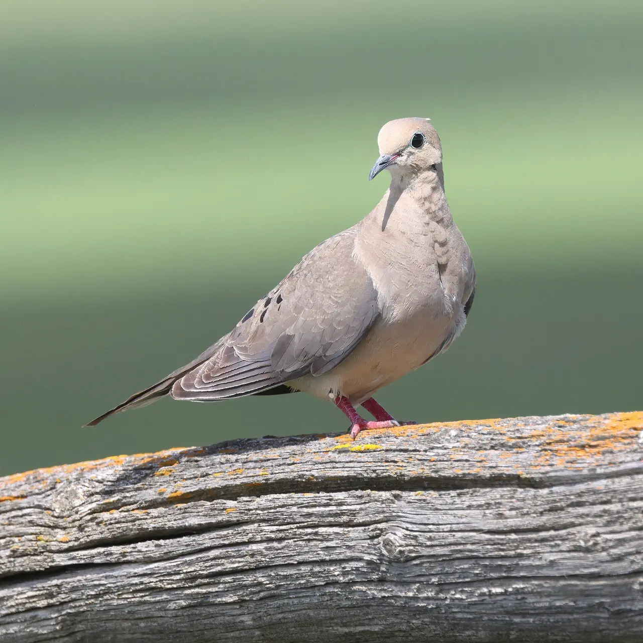 Mourning dove on a weathered fence rail, 2023