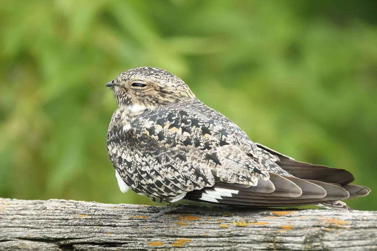 Common nighthawk perched on a fence rail, Grasslands National Park, 2023