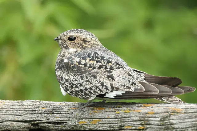 Common nighthawk on a fence rail, Grasslands National Park