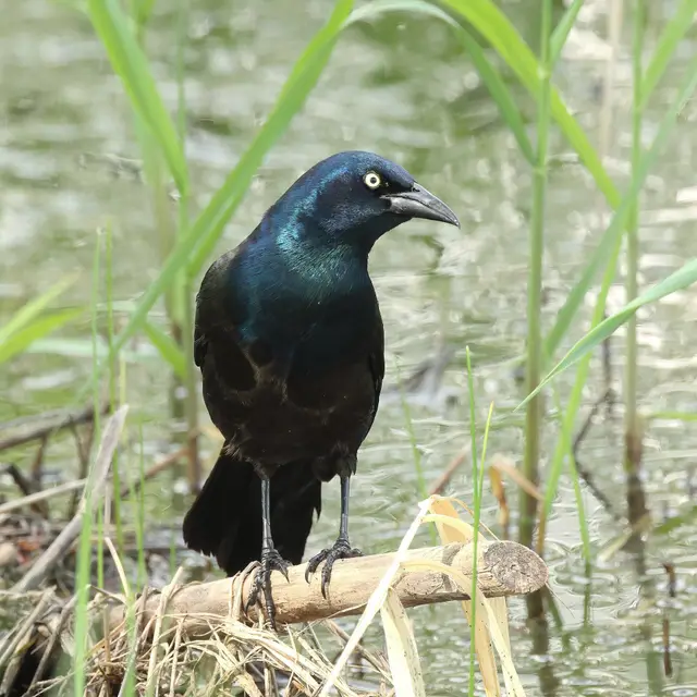 Common grackle perched by a pond, Grasslands National Park
