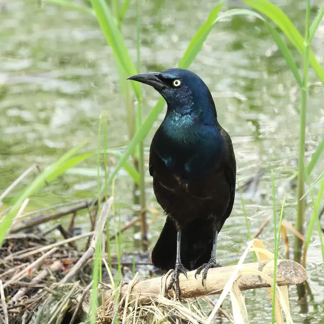 Common grackle perched by a pond, Grasslands National Park
