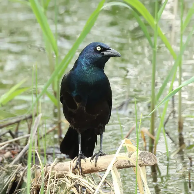 Common grackle perched by a wetland, Grasslands National Park