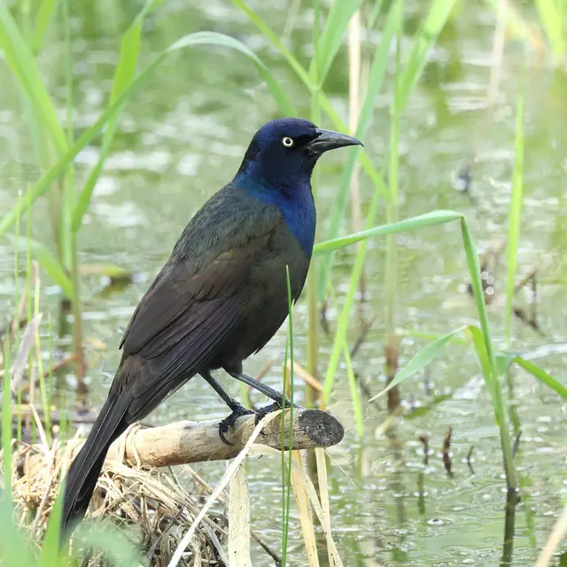Common grackle perched by a marsh, Grasslands National Park