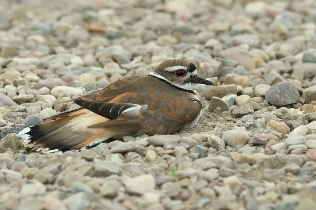 Killdeer resting on gravel, Grasslands National Park