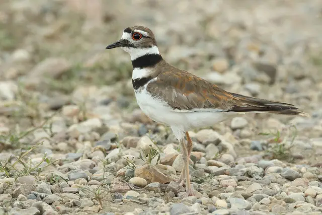 Killdeer on gravel at Grasslands National Park