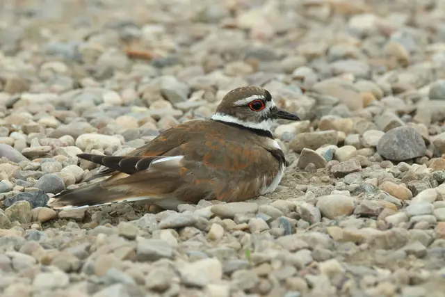 Killdeer resting on gravel, Grasslands National Park