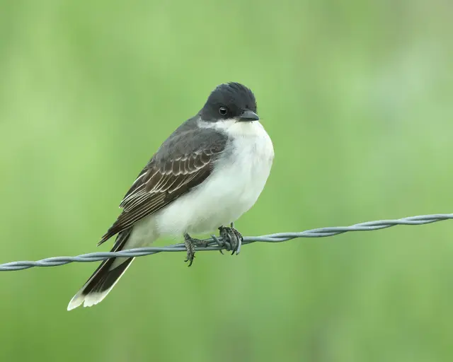 Eastern kingbird on a barbed wire fence